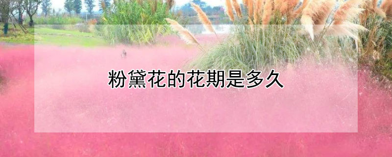 粉黛花的花期是多久 粉黛花花期多长