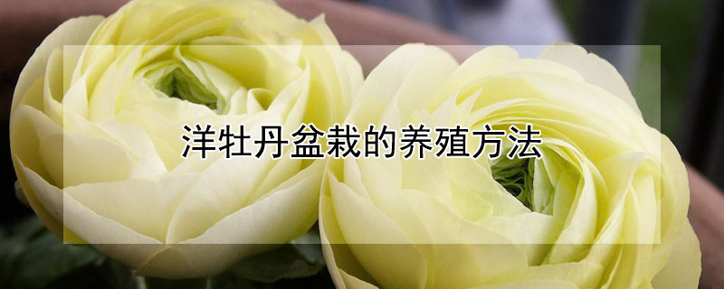 洋牡丹盆栽的养殖方法（洋牡丹盆栽的养殖方法图解）