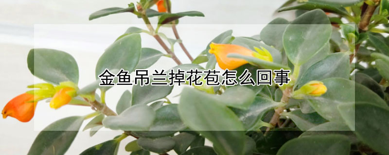 金鱼吊兰掉花苞怎么回事（金鱼吊兰掉花苞怎么回事图片）