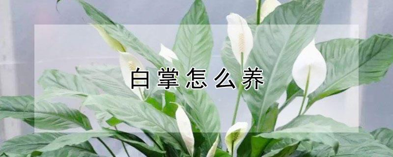 白掌怎么养 白掌怎么养护