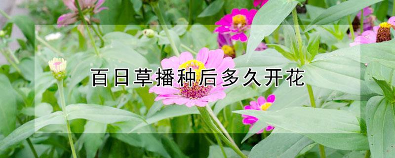 百日草播种后多久开花（百日草播种后多久开花啊）