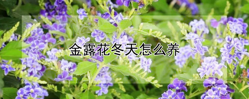金露花冬天怎么养（蕾丝金露花冬天怎么养）
