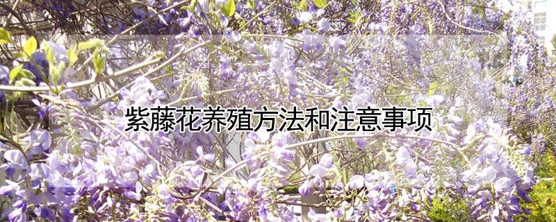 紫藤花养殖方法和注意事项 紫藤花的养殖方法和注意事项 盆栽