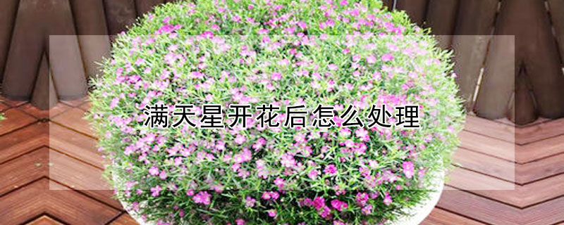 满天星开花后怎么处理（满天星开花后怎么处理满天星是有好几种品种吗）