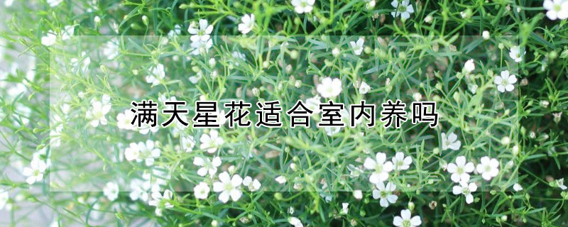 满天星花适合室内养吗（满天星花适合室内养吗风水好吗）