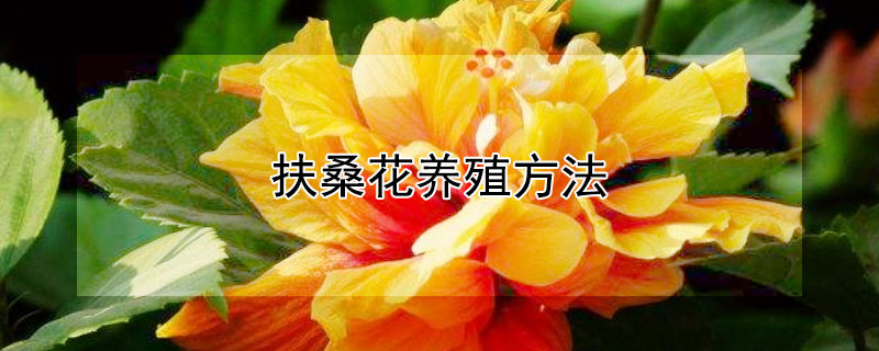 扶桑花养殖方法（扶桑花养殖方法与爆盆技巧）