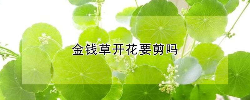 金钱草开花要剪吗（金钱草开花要剪吗怎么剪）