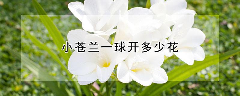 小苍兰一球开多少花 小苍兰的种球会越长越多吗