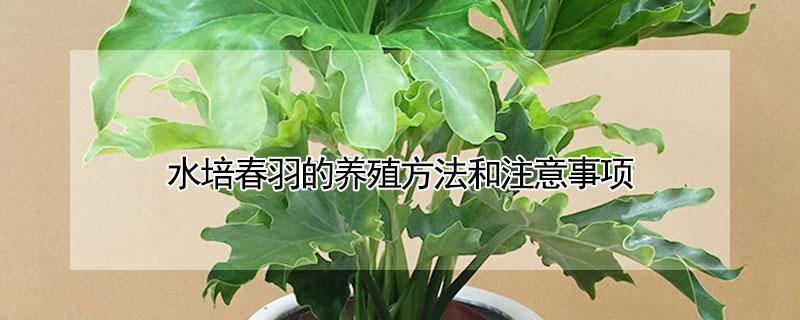 水培春羽的养殖方法和注意事项（水培春羽能活多久）