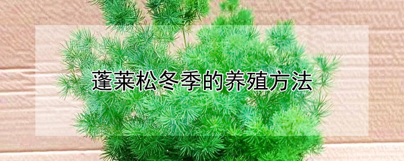 蓬莱松冬季的养殖方法 蓬莱松冬季的养殖方法是什么
