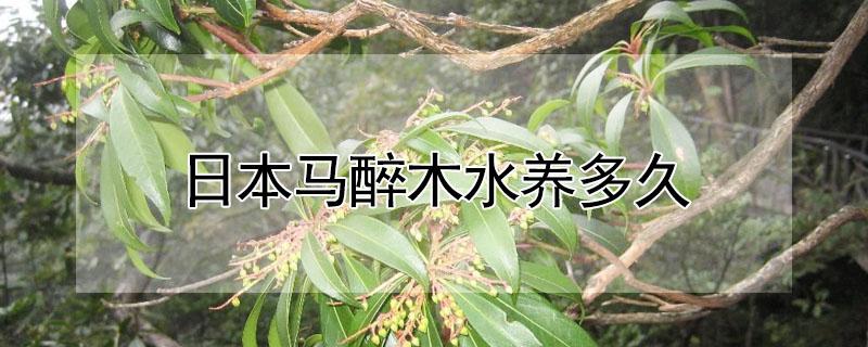 日本马醉木水养多久 日本马醉木水养多久开花