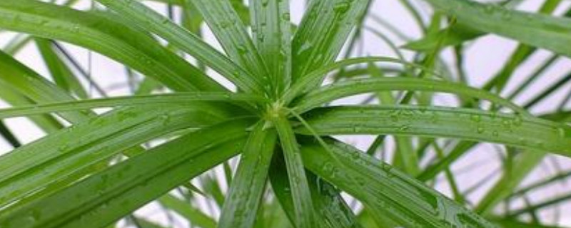 伞竹的养殖方法和注意事项（伞竹的养殖方法和注意事项）