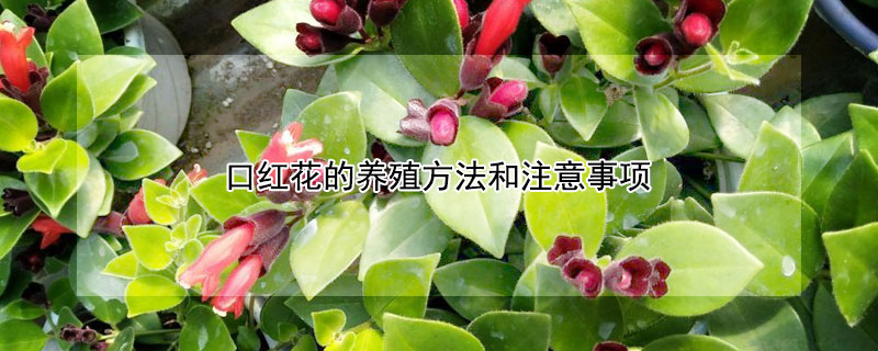 口红花的养殖方法和注意事项（口红吊兰怎么养才能更旺盛）