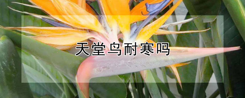 天堂鸟耐寒吗（绿植天堂鸟耐寒吗）
