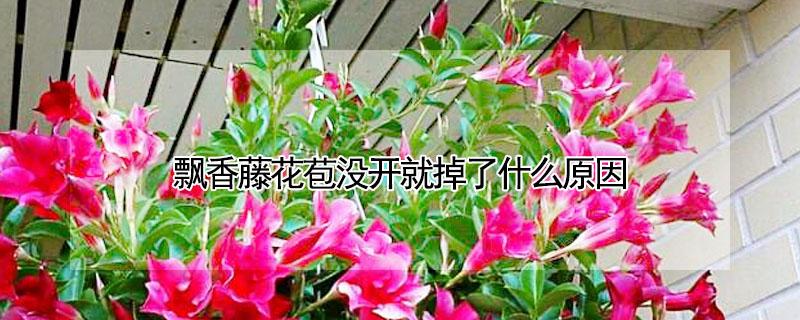 飘香藤花苞没开就掉了什么原因 最旺宅的爬藤植物