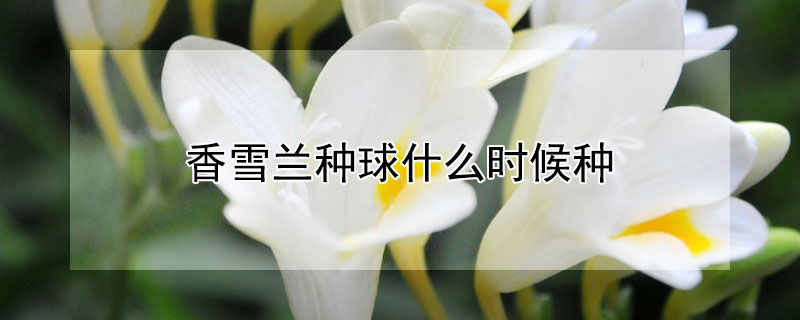香雪兰种球什么时候种 香雪兰种球什么时候种植最好