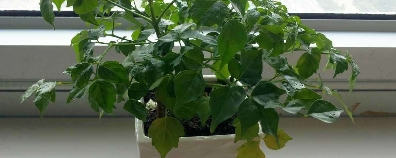 幸福树夏季怎么浇水 幸福树夏季浇水的正确方法