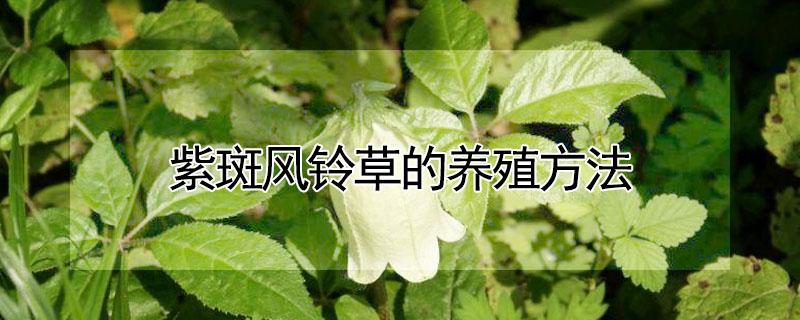 紫斑风铃草的养殖方法 紫斑风铃草的养殖方法和注意事项