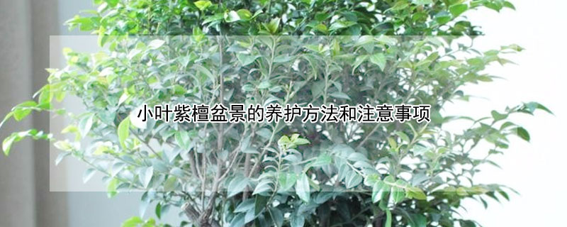 小叶紫檀盆景的养护方法和注意事项 小叶紫檀盆景的养护方法和注意事项有哪些
