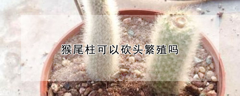 猴尾柱可以砍头繁殖吗（猴尾柱怎么扦插养殖）