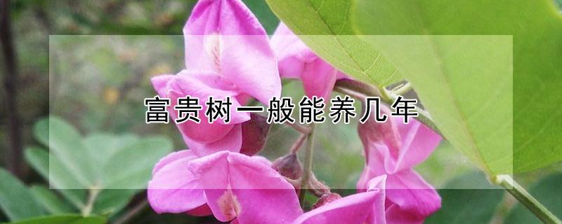 富贵树一般能养几年 富贵树的寿命多长