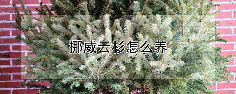 挪威云杉怎么养 挪威云杉怎么养殖的