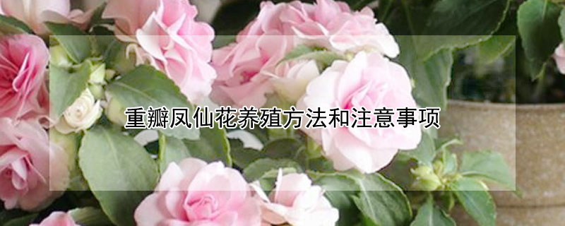 重瓣凤仙花养殖方法和注意事项 重瓣凤仙花怎么种植方法