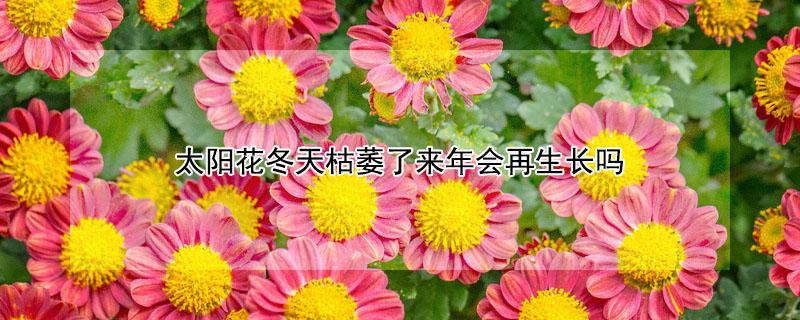 太阳花冬天枯萎了来年会再生长吗 十大养不死的花
