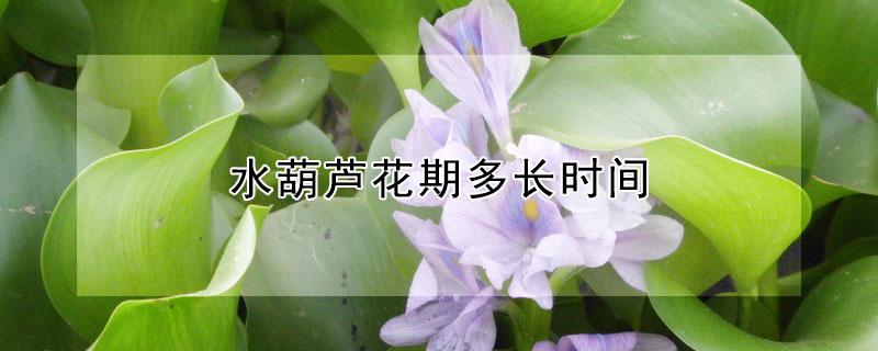 水葫芦花期多长时间（水葫芦的花期多长）