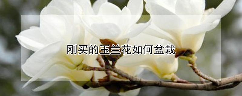 刚买的玉兰花如何盆栽 刚买的玉兰花如何盆栽好