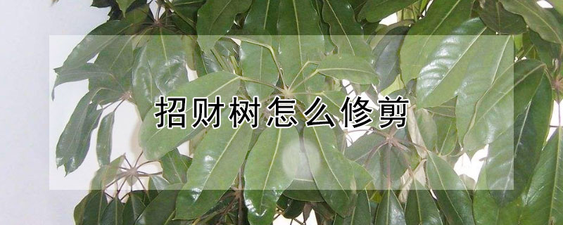 招财树怎么修剪（招财树怎么修剪枝叶视频教程）