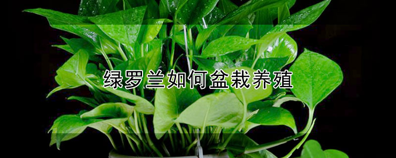 绿罗兰如何盆栽养殖 绿罗兰如何盆栽养殖好