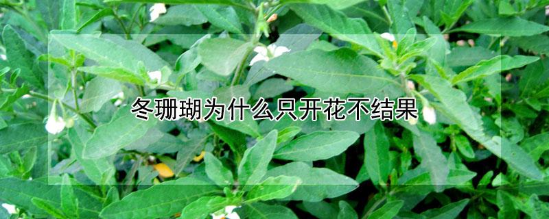 冬珊瑚为什么只开花不结果（冬珊瑚为什么只开花不结果的原因）