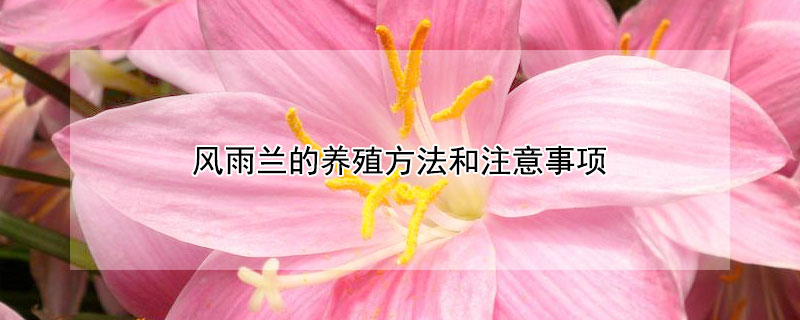 风雨兰的养殖方法和注意事项 风雨兰的养殖方法和注意事项 盆栽