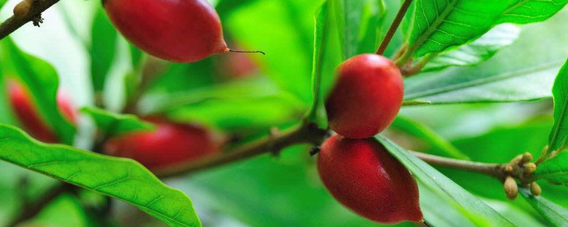 神秘果种植条件（神秘果种植条件有哪些）