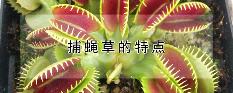 捕蝇草的特点 捕蝇草的特点是什么