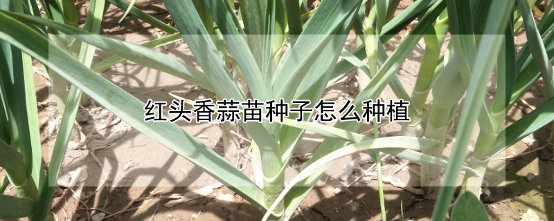 红头香蒜苗种子怎么种植 红头香蒜苗种子怎么种植视频教程