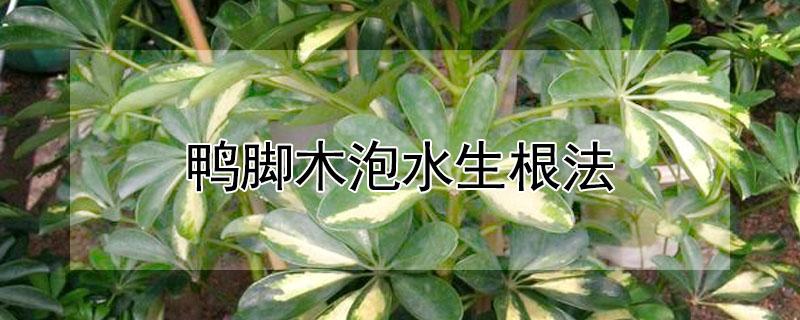 鸭脚木泡水生根法 鸭脚木泡水生根法图片
