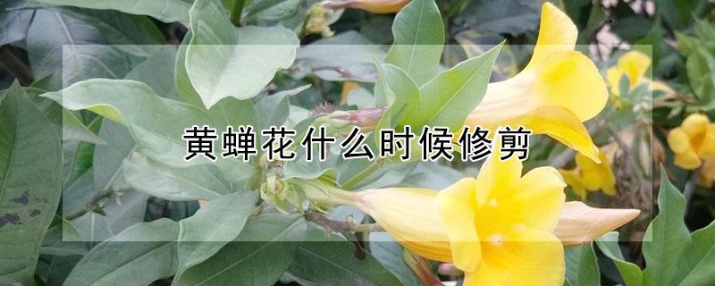 黄蝉花什么时候修剪 黄蝉花什么时候修剪好