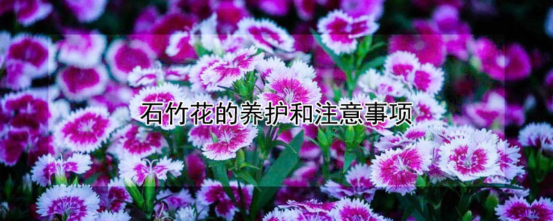 石竹花的养护和注意事项（石竹花的养护和注意事项哪些）