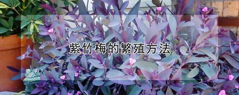 紫竹梅的繁殖方法（紫竹梅的繁殖方法和注意事项）