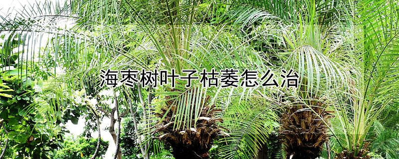 海枣树叶子枯萎怎么治 海枣树叶子枯萎怎么治疗
