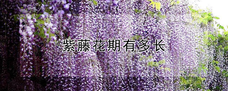 紫藤花期有多长（多花紫藤花期有多长）