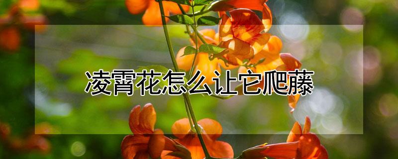 凌霄花怎么让它爬藤（凌霄花怎么爬得快）