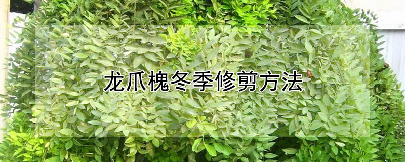 龙爪槐冬季修剪方法 龙爪槐冬季修剪方法