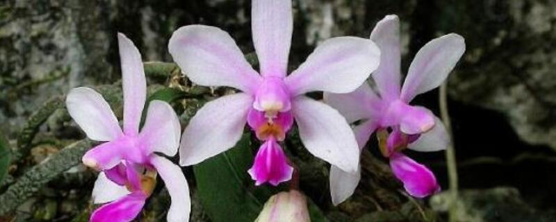 洋兰鲜切花如何养护（洋兰鲜切花怎么养）