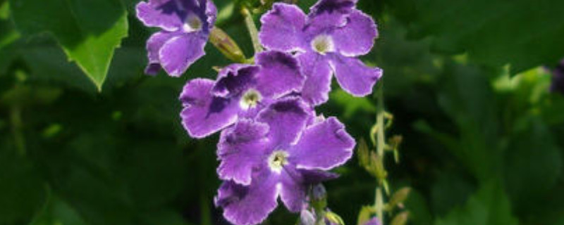 蕾丝金露花的养殖方法和注意事项（蕾丝金露花适合家里养吗）