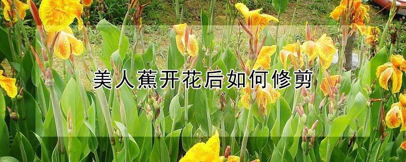 美人蕉开花后如何修剪（美人蕉开花后如何修剪枝条）