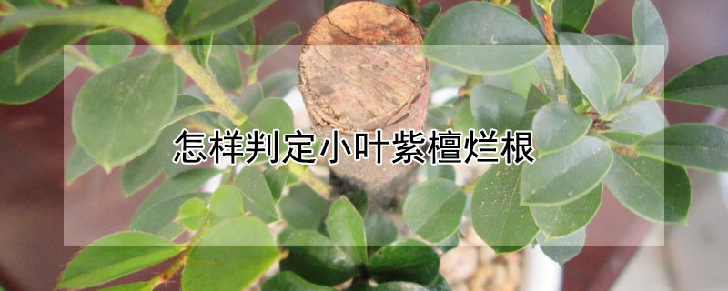 怎样判定小叶紫檀烂根 怎样判定小叶紫檀烂根原因