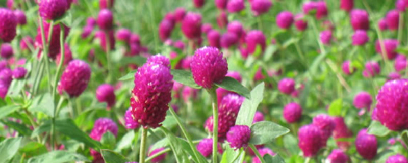 千日红怎么养开花多（千日红的花期有多久）